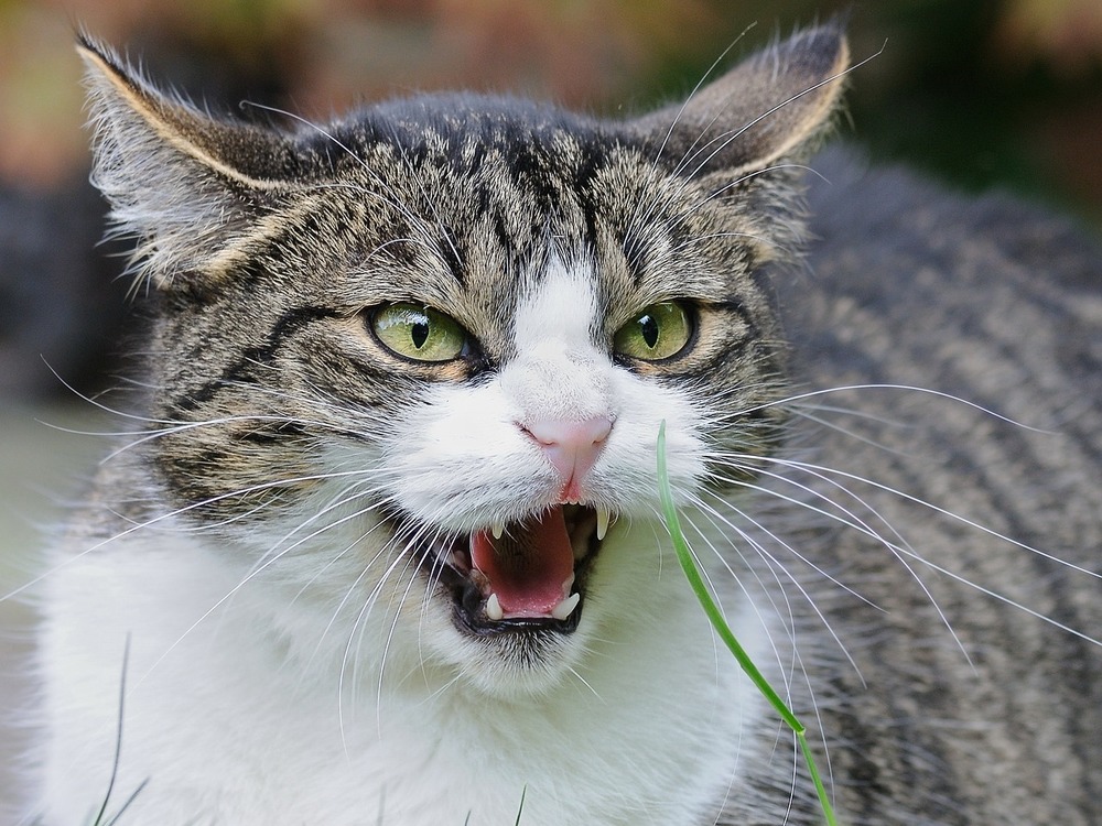 Zdenerwowany kot ma uszy skierowane do tyłu, wąskie źrenice i syczy. Wibrysy są skierowane do przodu.